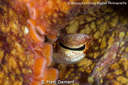 Peek a boo! A close up of a Ruby Red Octopus as it uses i... by Marc Damant 